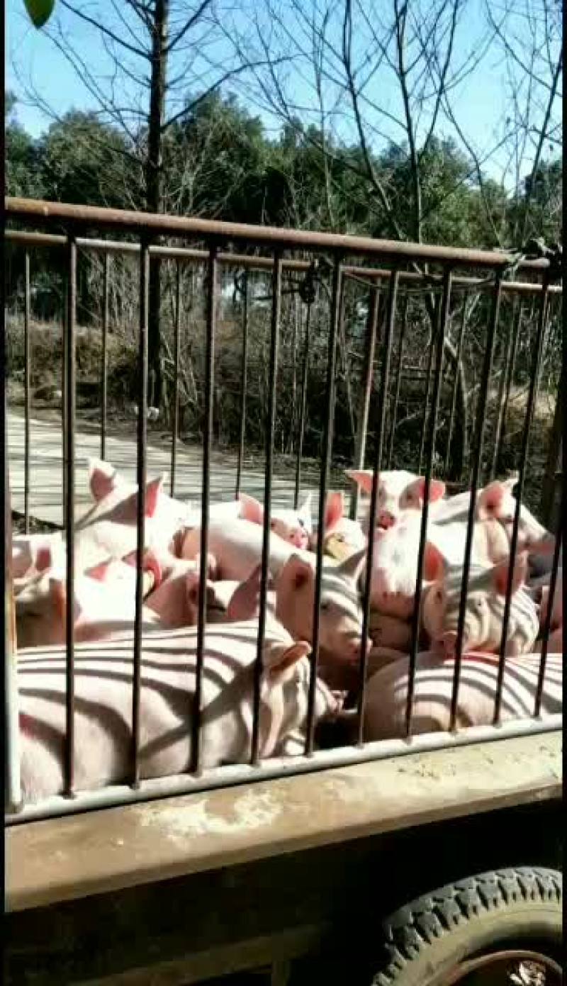 湖北三元仔猪，包防疫，包成活，专车发货有保障，