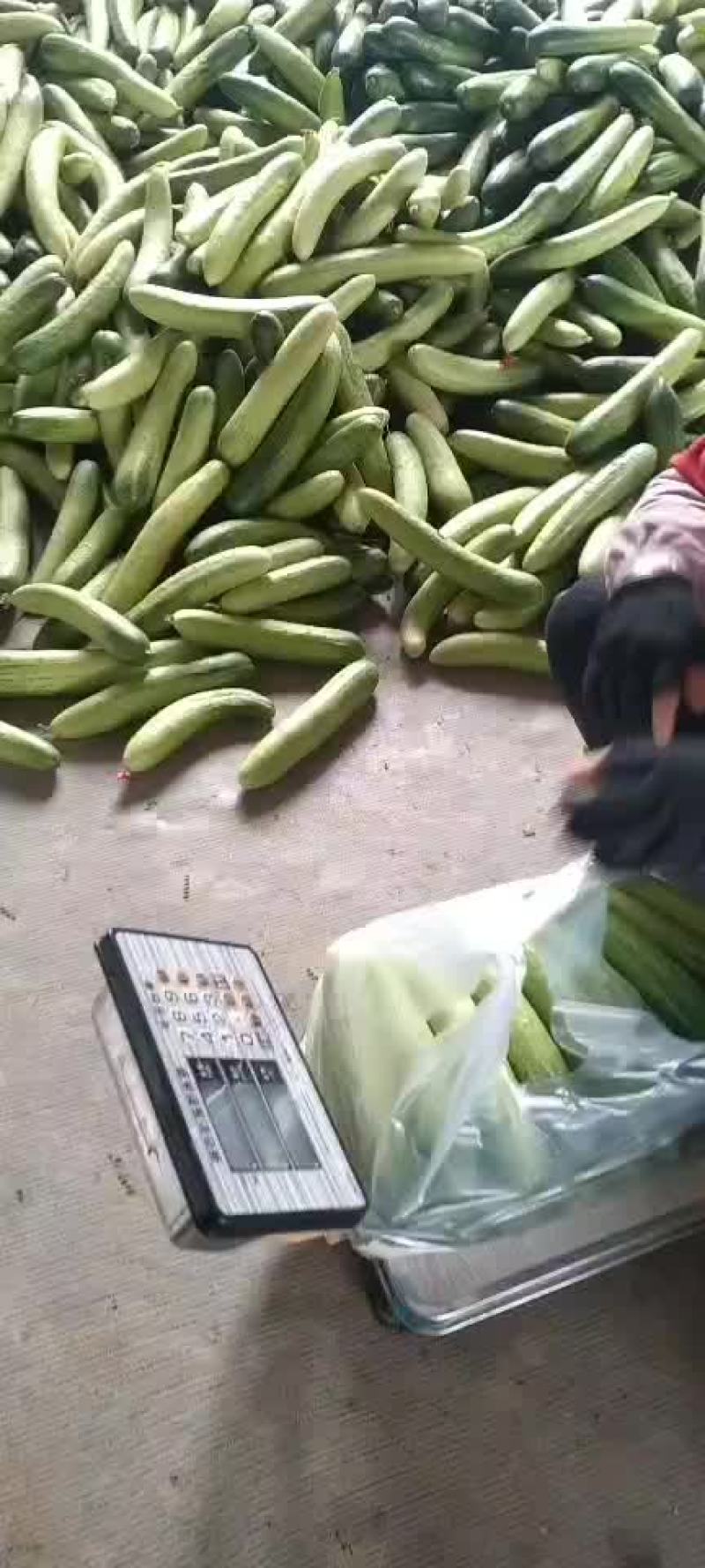 旱瓜蔬菜水果代发欢迎咨询
