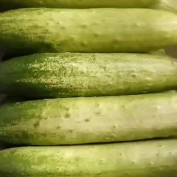 旱瓜蔬菜水果代发欢迎咨询