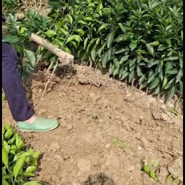 091无核沃柑苗……