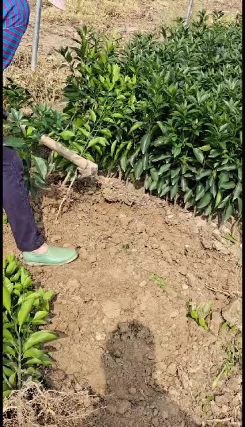 091无核沃柑苗……
