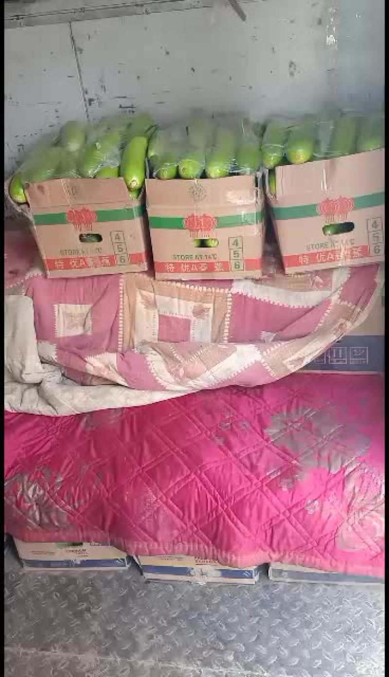 绿皮西葫芦，物美价廉