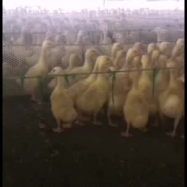 脱温鹅脱温鹅脱温鹅脱温鹅脱温鹅