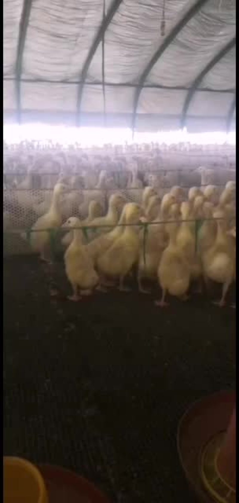 脱温鹅脱温鹅脱温鹅脱温鹅脱温鹅