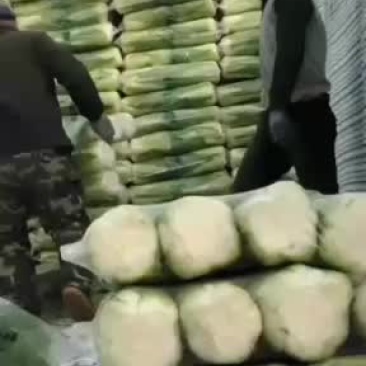 路地大白菜大量上市，大白菜整车批发质量优大量有货，咋单中
