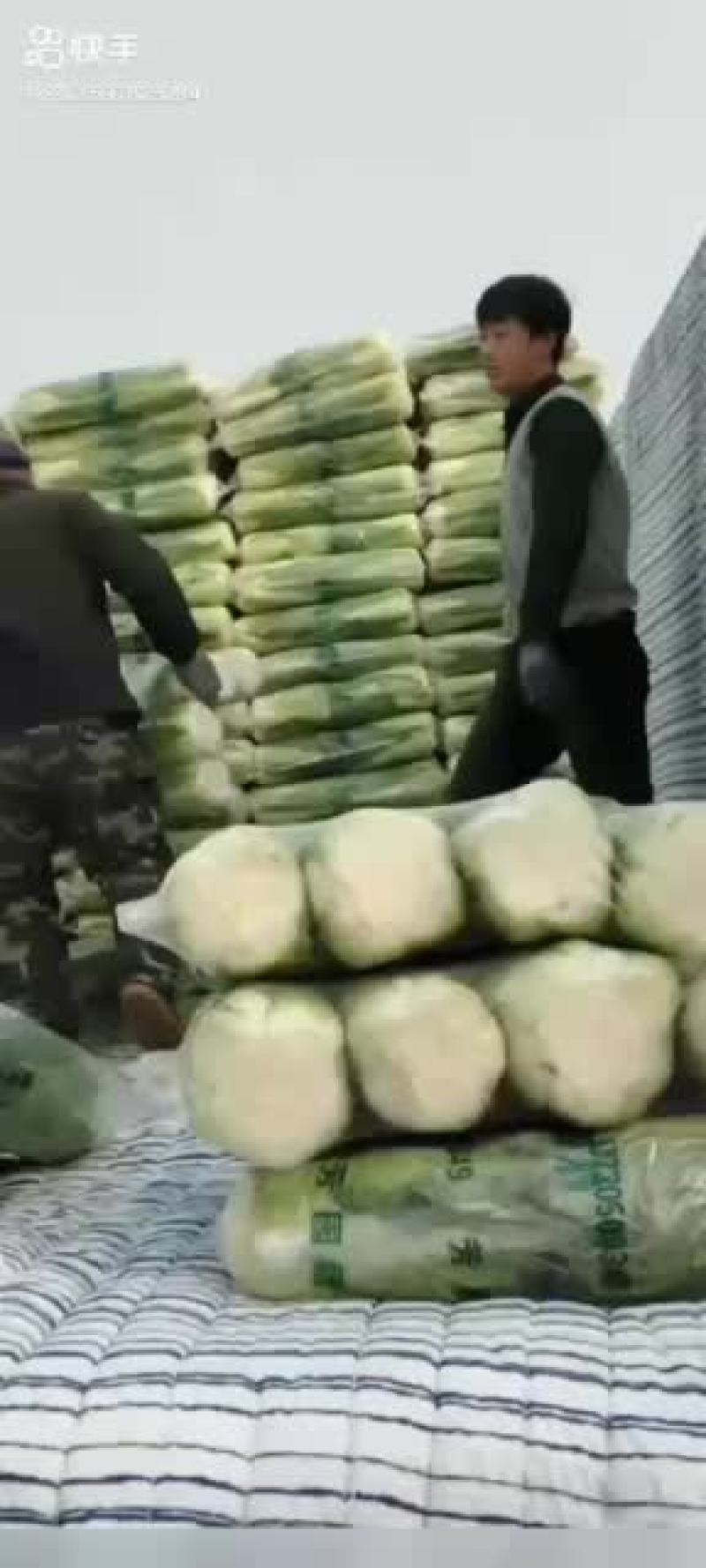 路地大白菜大量上市，大白菜整车批发质量优大量有货，咋单中
