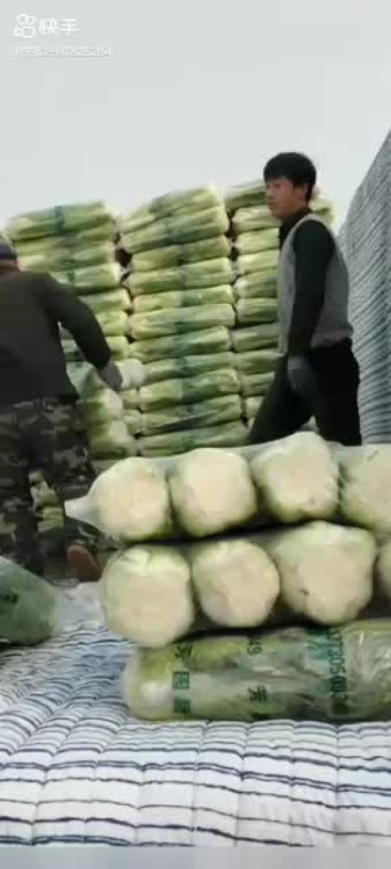 路地大白菜大量上市，大白菜整车批发质量优大量有货，咋单中