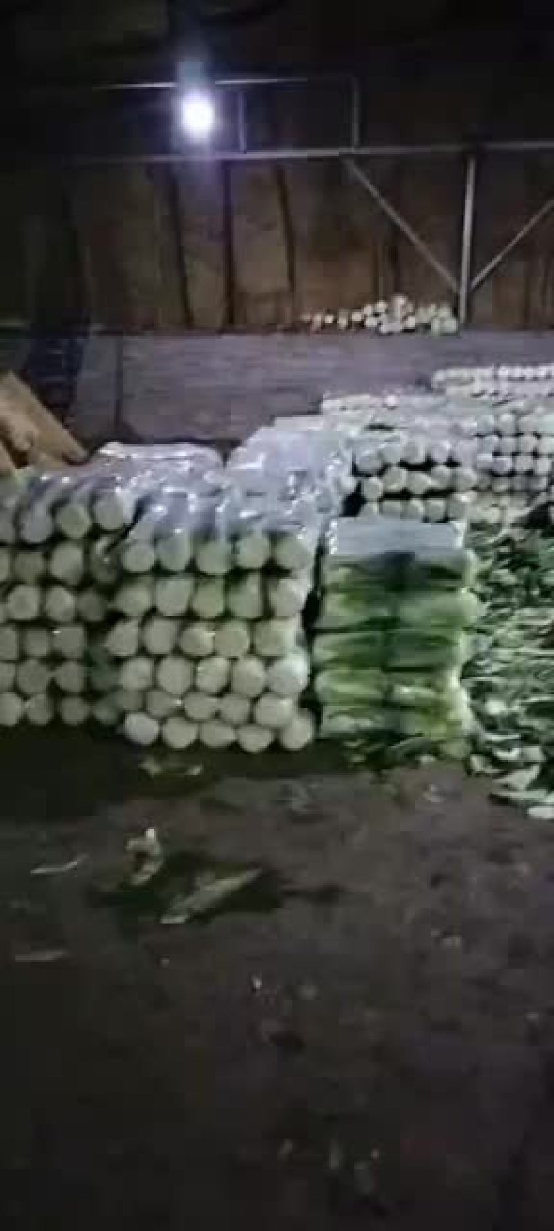 路地大白菜大量上市，大白菜整车批发质量优大量有货，咋单中