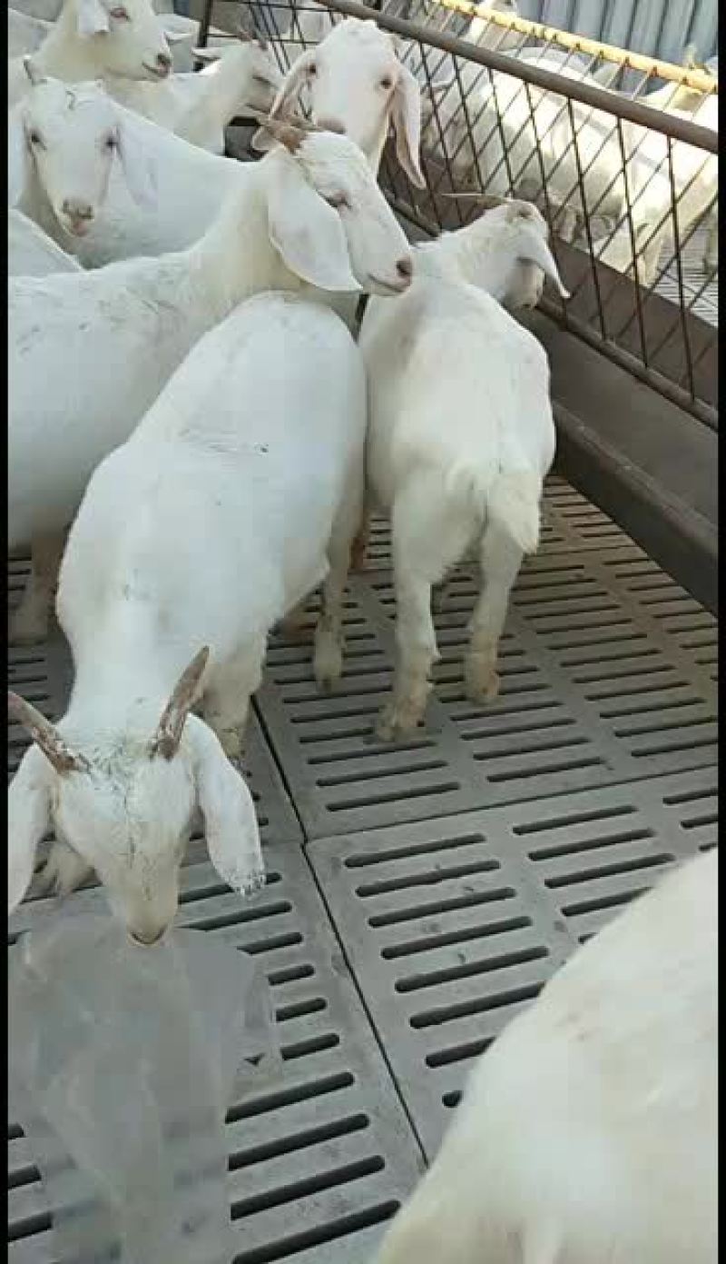 美国大白羊，50__60斤，养殖做种羊，繁殖快，羊肉市场