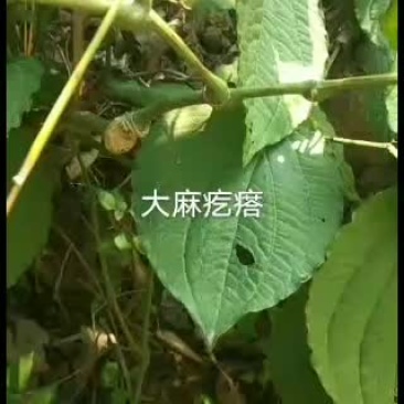 鲜货干货都有需要联系我