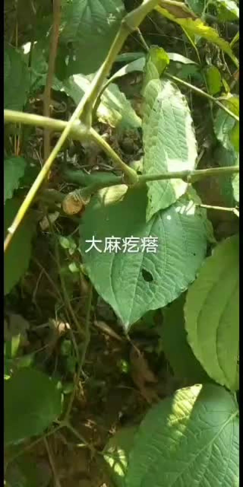 鲜货干货都有需要联系我