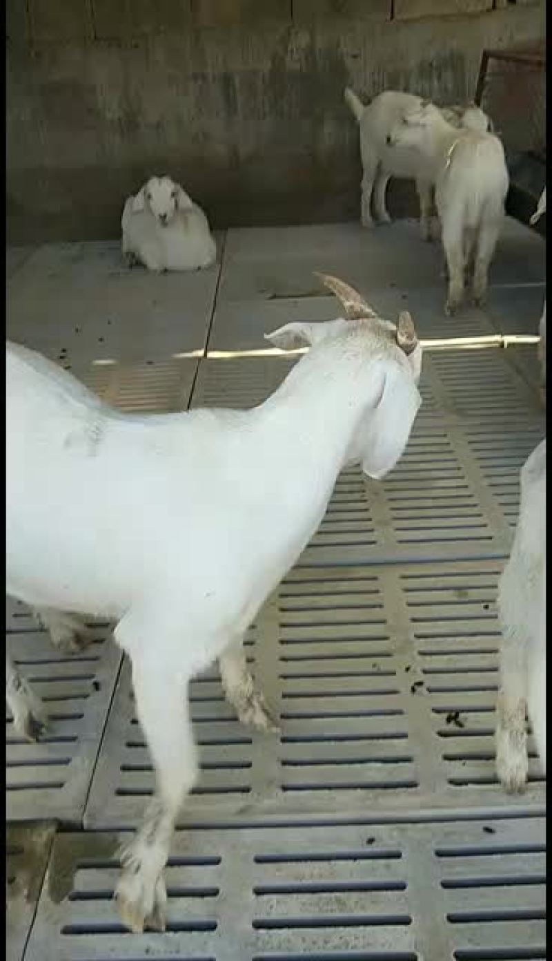 美国大白羊，50__60斤，养殖做种羊，繁殖快，羊肉市场
