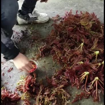 香椿芽，红油香椿，香椿头，2025年预售中