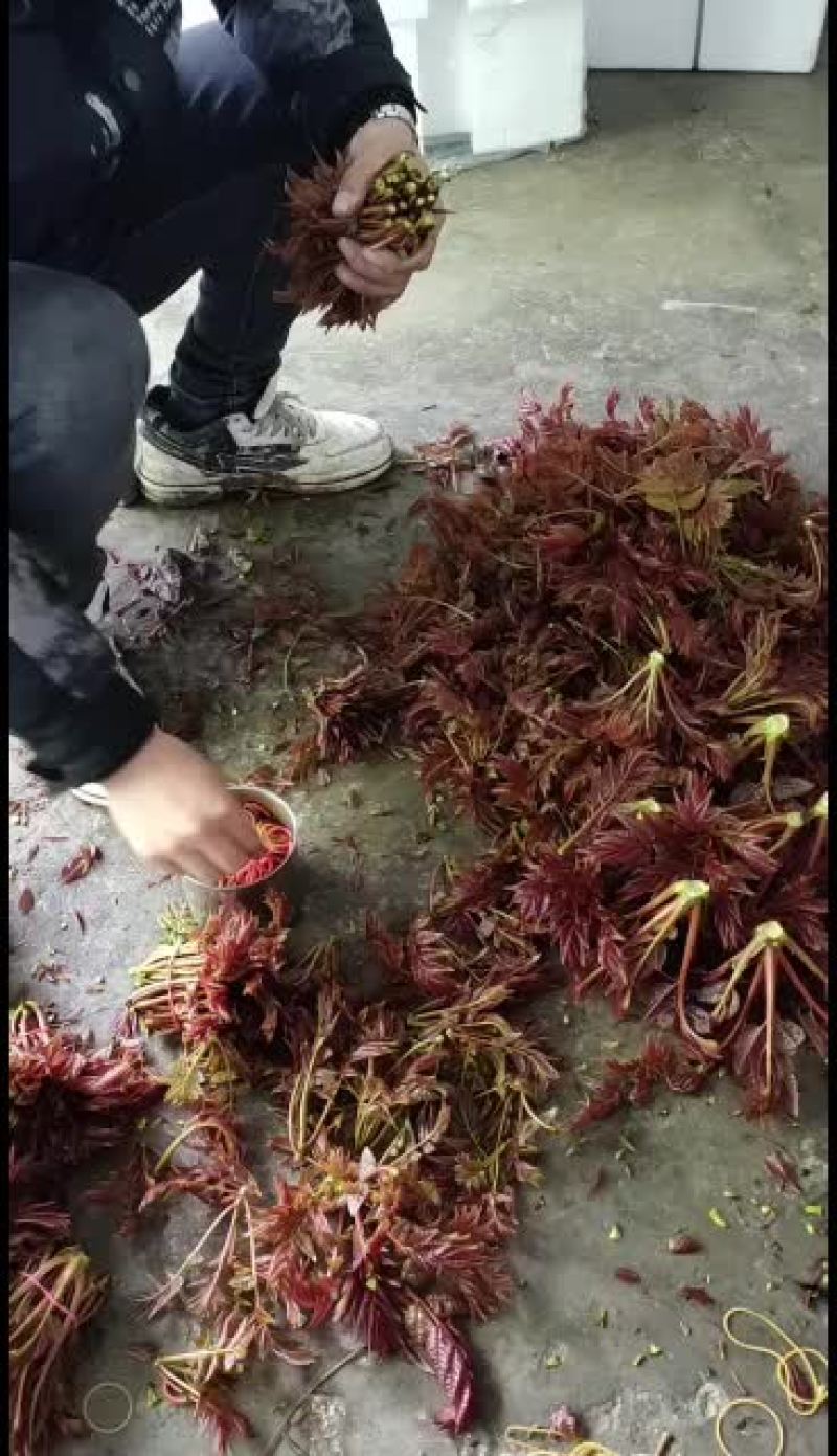 香椿芽，红油香椿，香椿头，2025年预售中