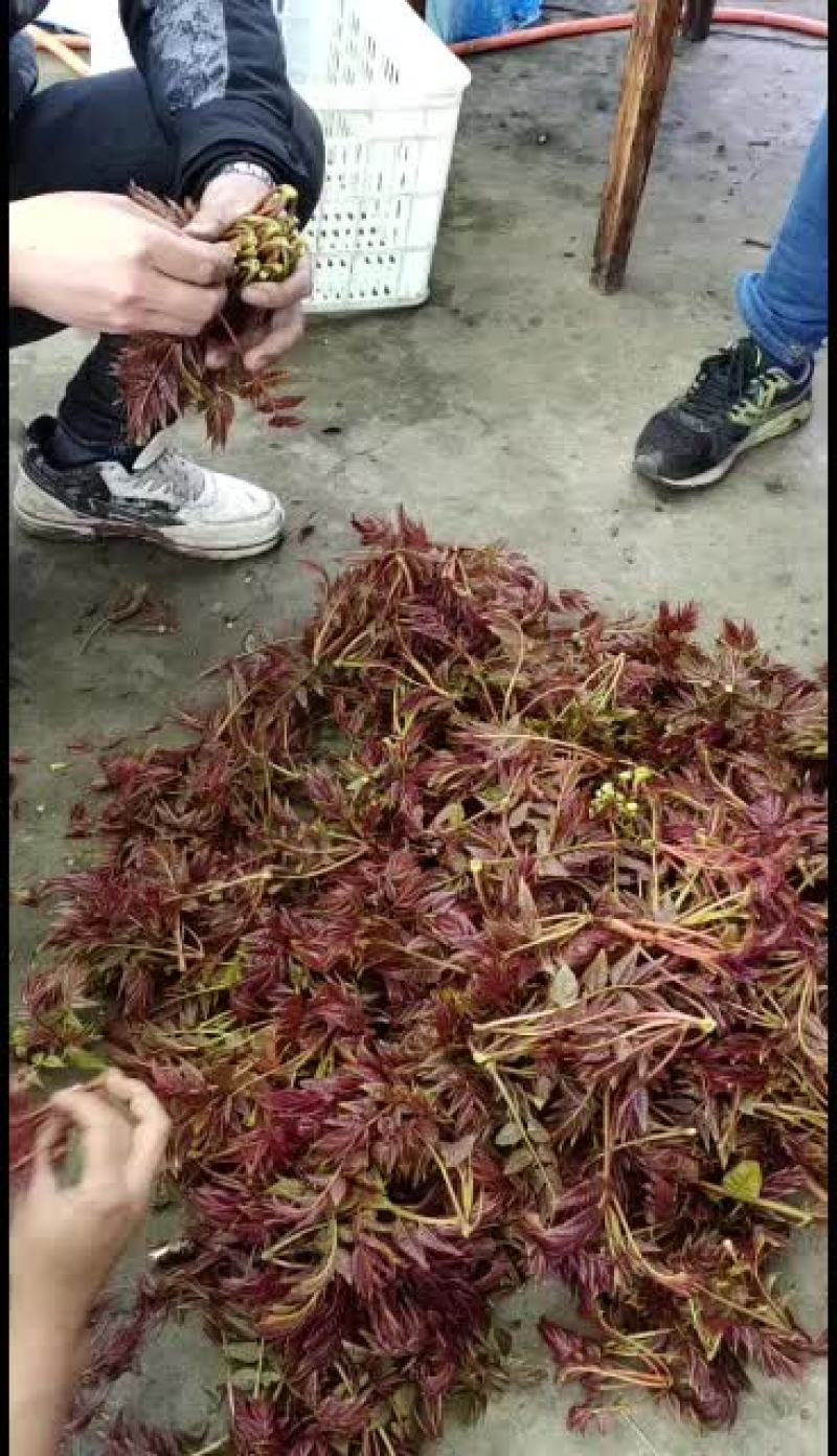 香椿芽，红油香椿，香椿头，2025年预售中