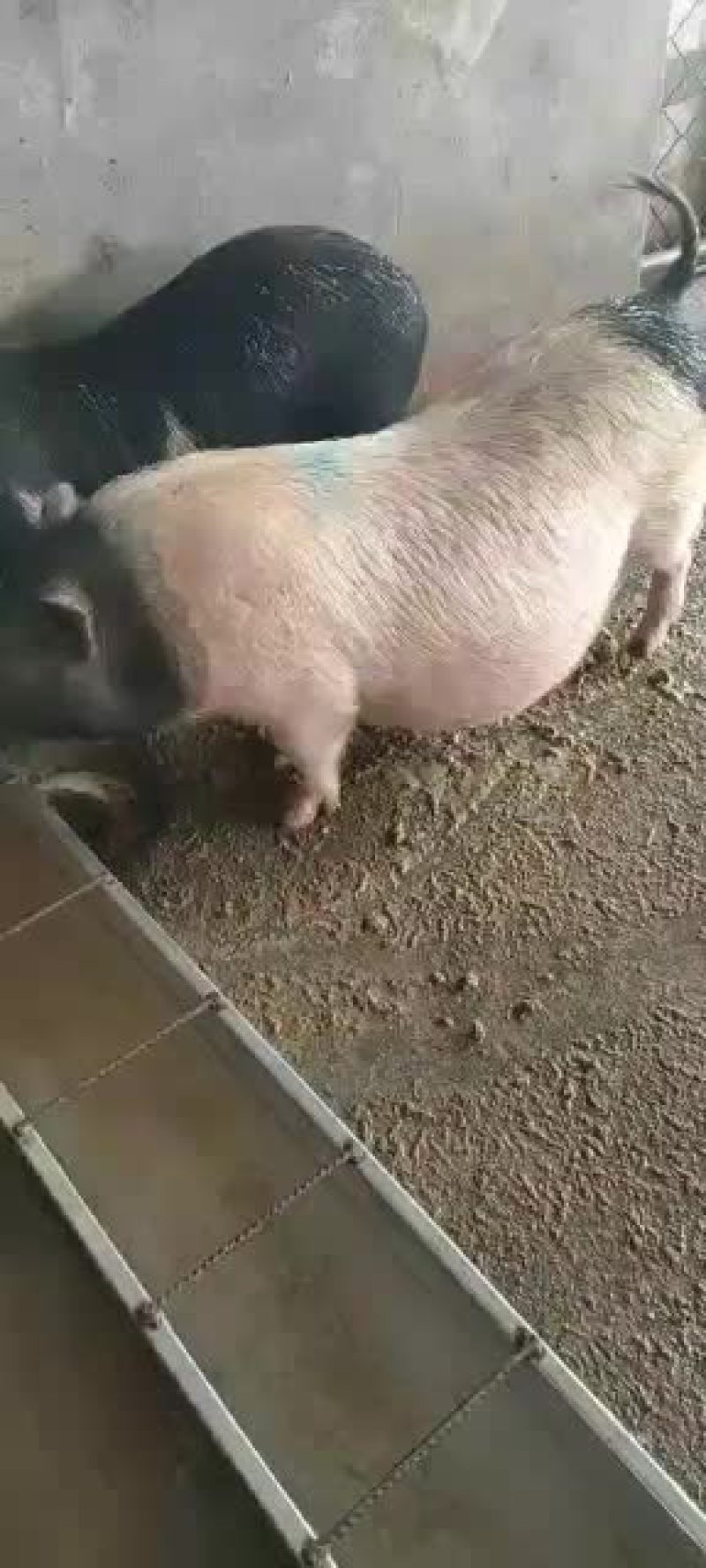 巴马香猪价格繁殖多好饲养青草就可以喂，全国运输，一只也发