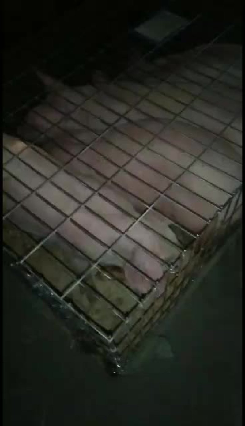 巴马香猪价格繁殖多好饲养青草就可以喂，全国运输，一只也发