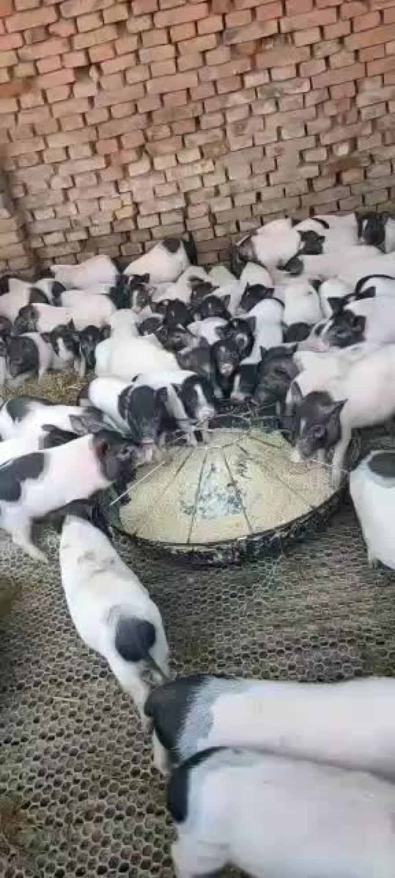 巴马香猪价格繁殖多好饲养青草就可以喂，全国运输，一只也发