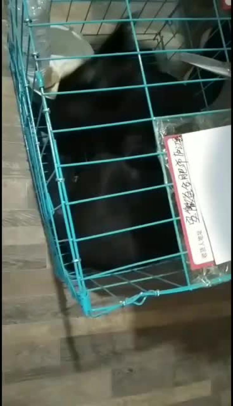 黑狼犬，黑狼幼犬，黑狼成年犬，黑狼公犬三个月黑狼犬