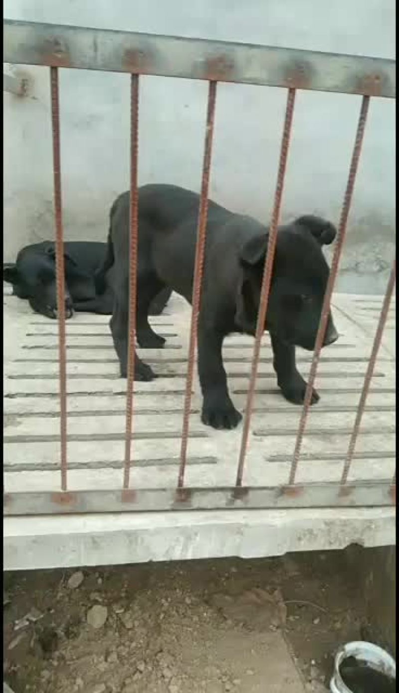 黑狼犬，黑狼幼犬，黑狼成年犬，黑狼公犬三个月黑狼犬