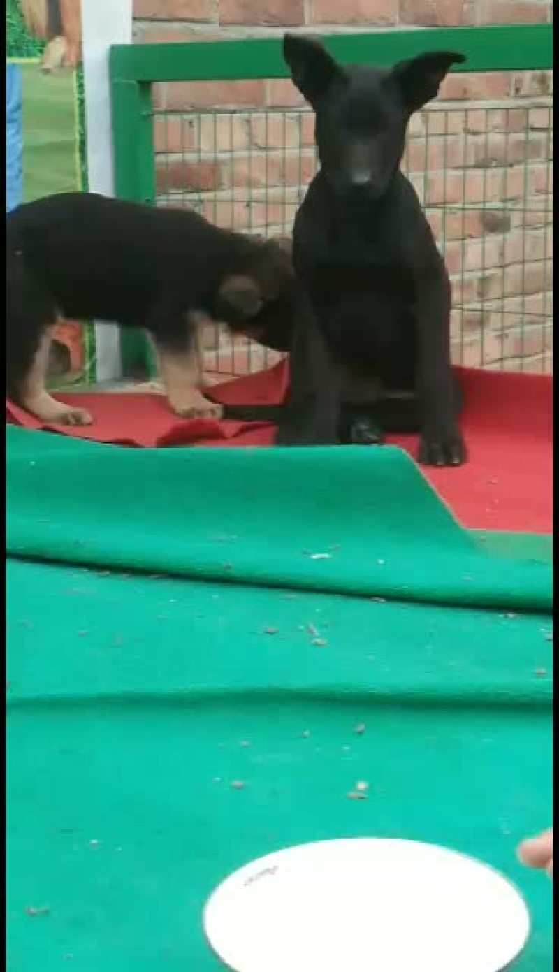 黑狼犬，黑狼幼犬，黑狼成年犬，黑狼公犬三个月黑狼犬