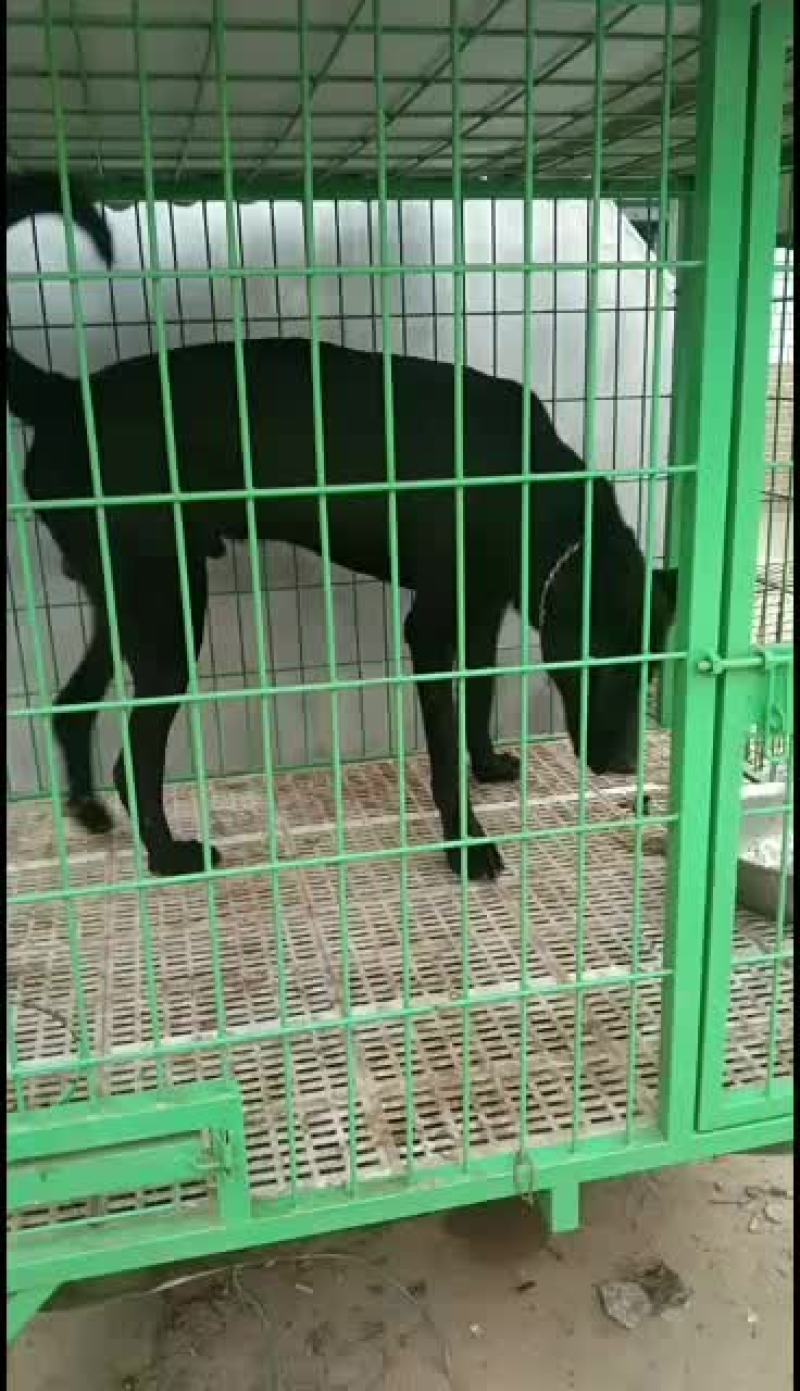 黑狼犬，黑狼幼犬，黑狼成年犬，黑狼公犬三个月黑狼犬