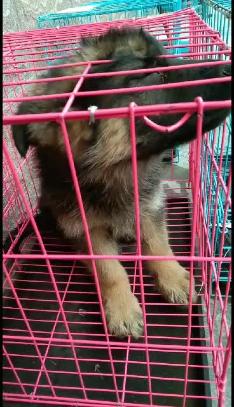 黑狼犬，黑狼幼犬，黑狼成年犬，黑狼公犬三个月黑狼犬
