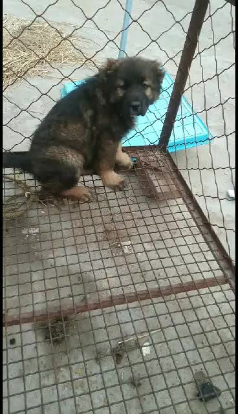 黑狼犬，黑狼幼犬，黑狼成年犬，黑狼公犬三个月黑狼犬