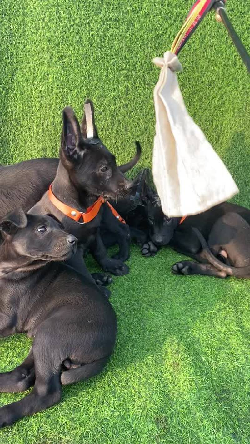 黑狼幼犬两个月。疫苗齐全公母都有