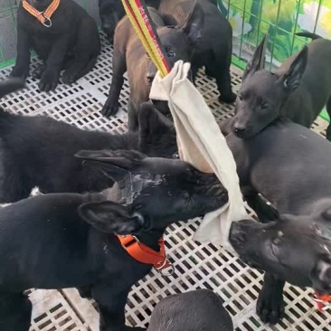 黑狼幼犬两个月。疫苗齐全公母都有