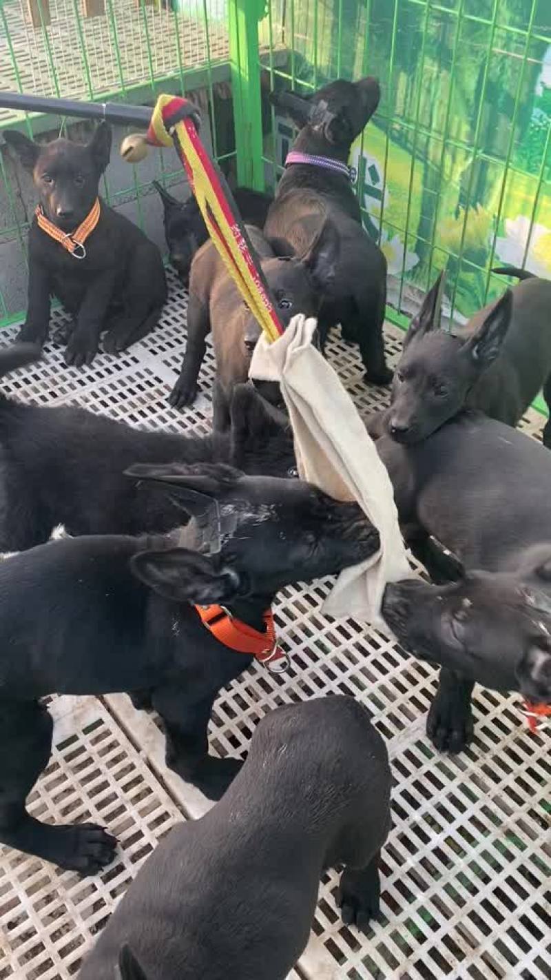 黑狼幼犬两个月。疫苗齐全公母都有