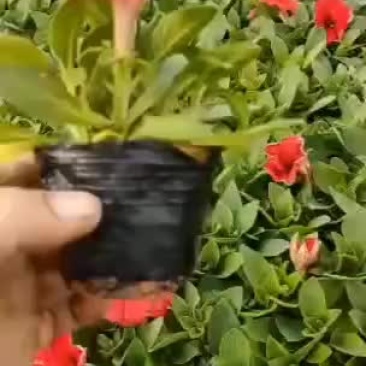 牵牛花矮牵牛多色牵牛花