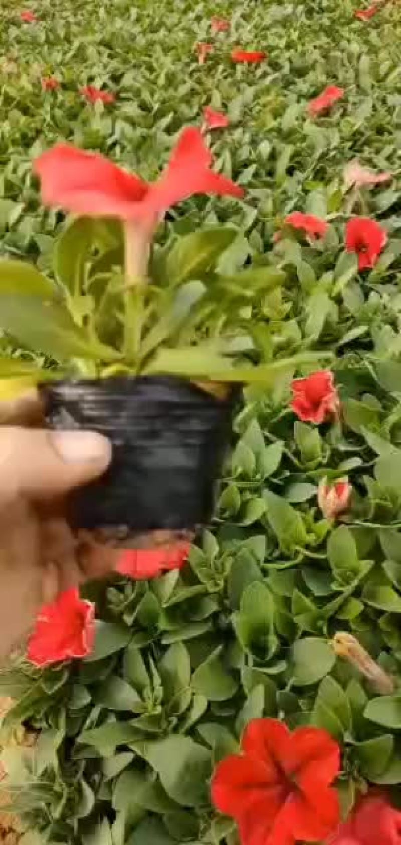 牵牛花矮牵牛多色牵牛花