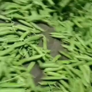 石林县碗豆代收代办商