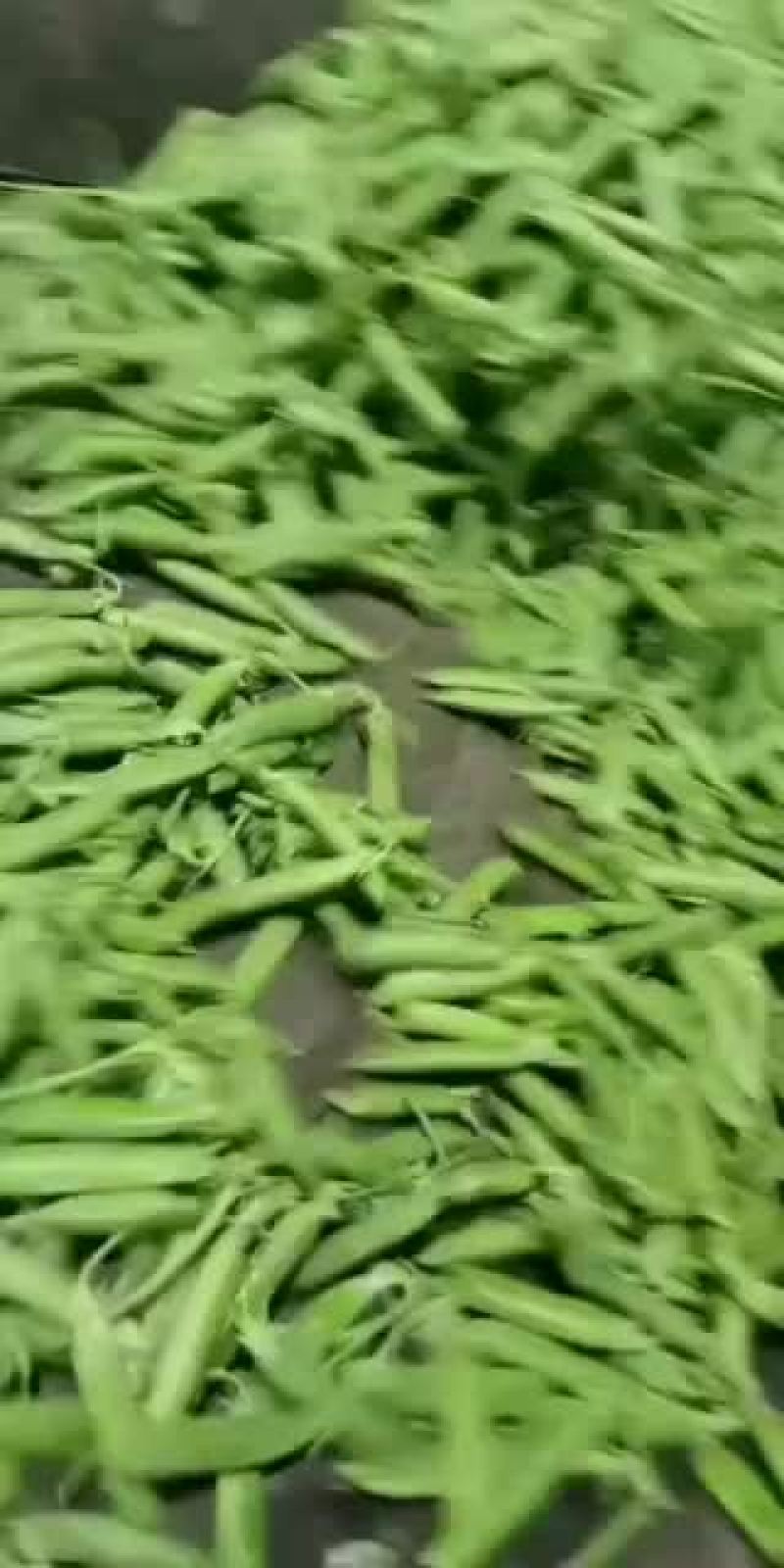 石林县碗豆代收代办商