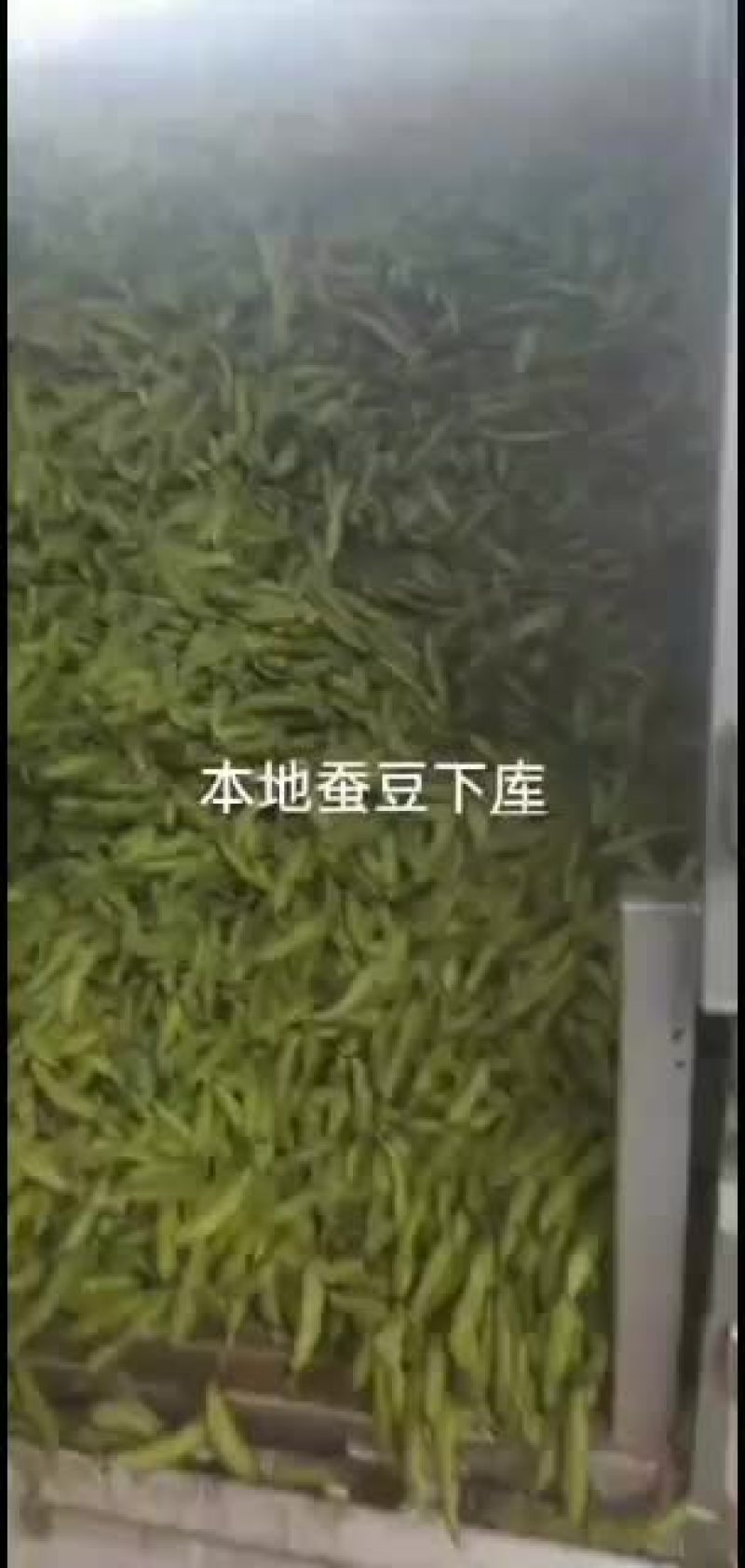 石林县碗豆代收代办商