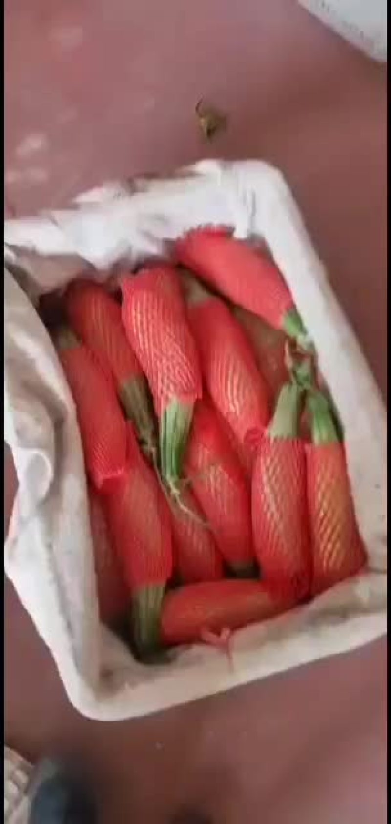 潍坊羊角蜜甜瓜，羊角脆甜瓜，地头装车质量有保证