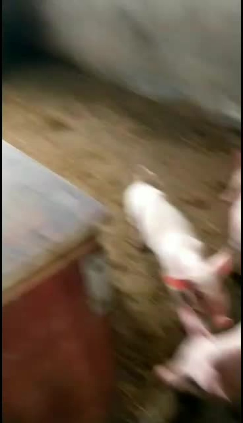 湖北三元仔猪，包防疫，包成活，专车发货有保障，