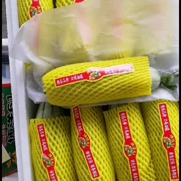 【精品博洋61甜瓜】大量上市中，产地发货，代发全国