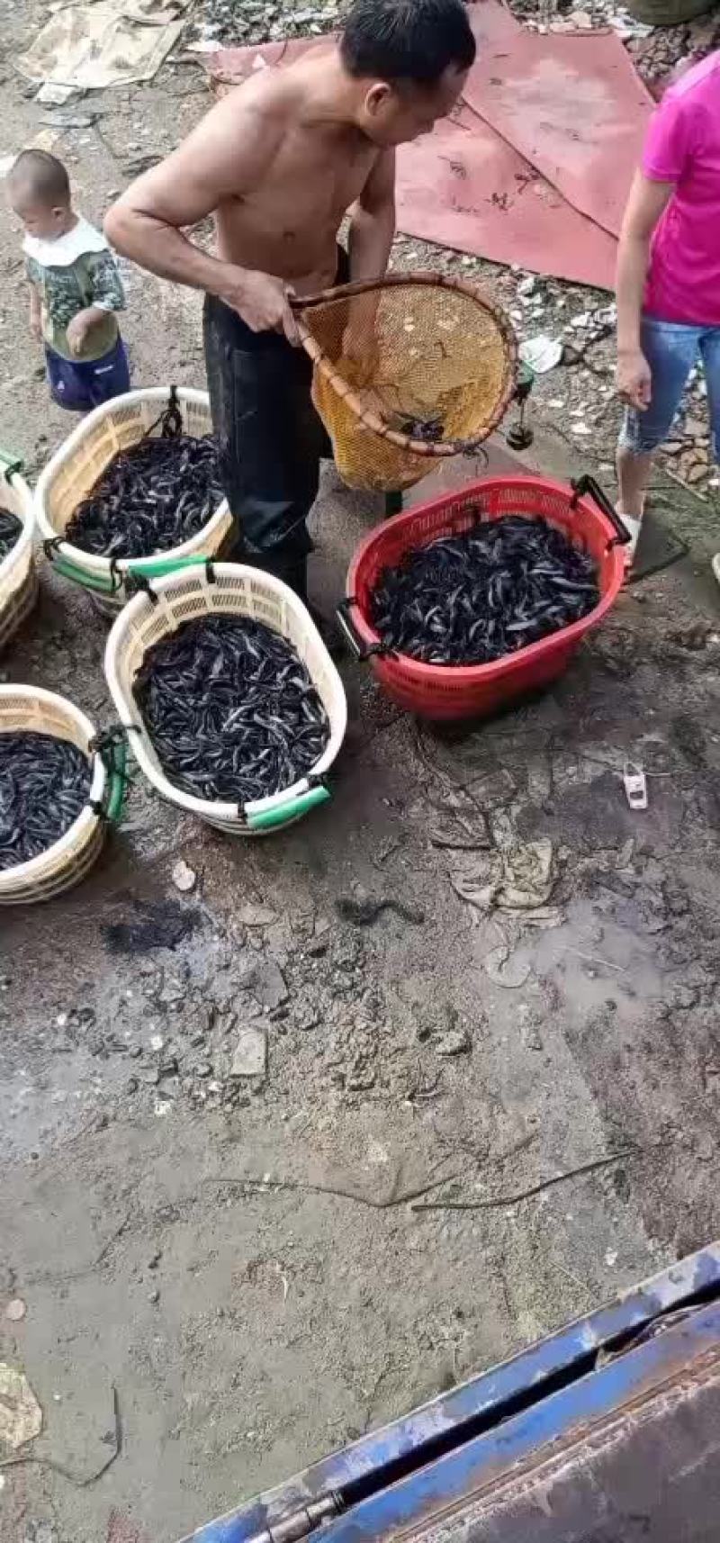 埃及鱼苗各种规格、全国发货