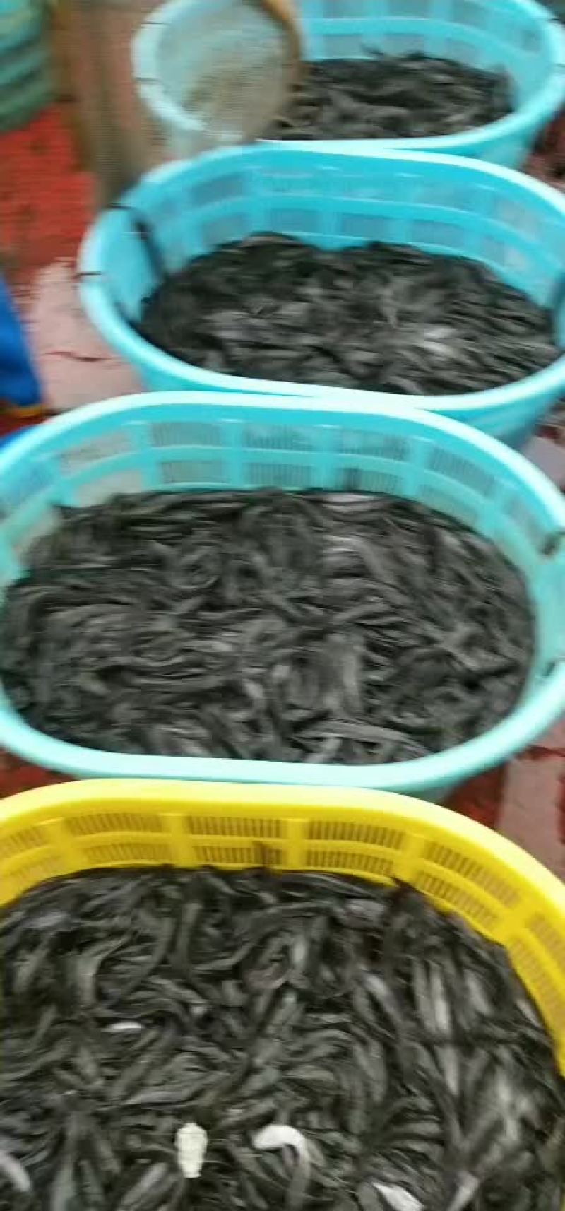 埃及鱼苗各种规格、全国发货