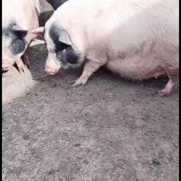 怀孕巴马香猪，开始出售中，要的联系