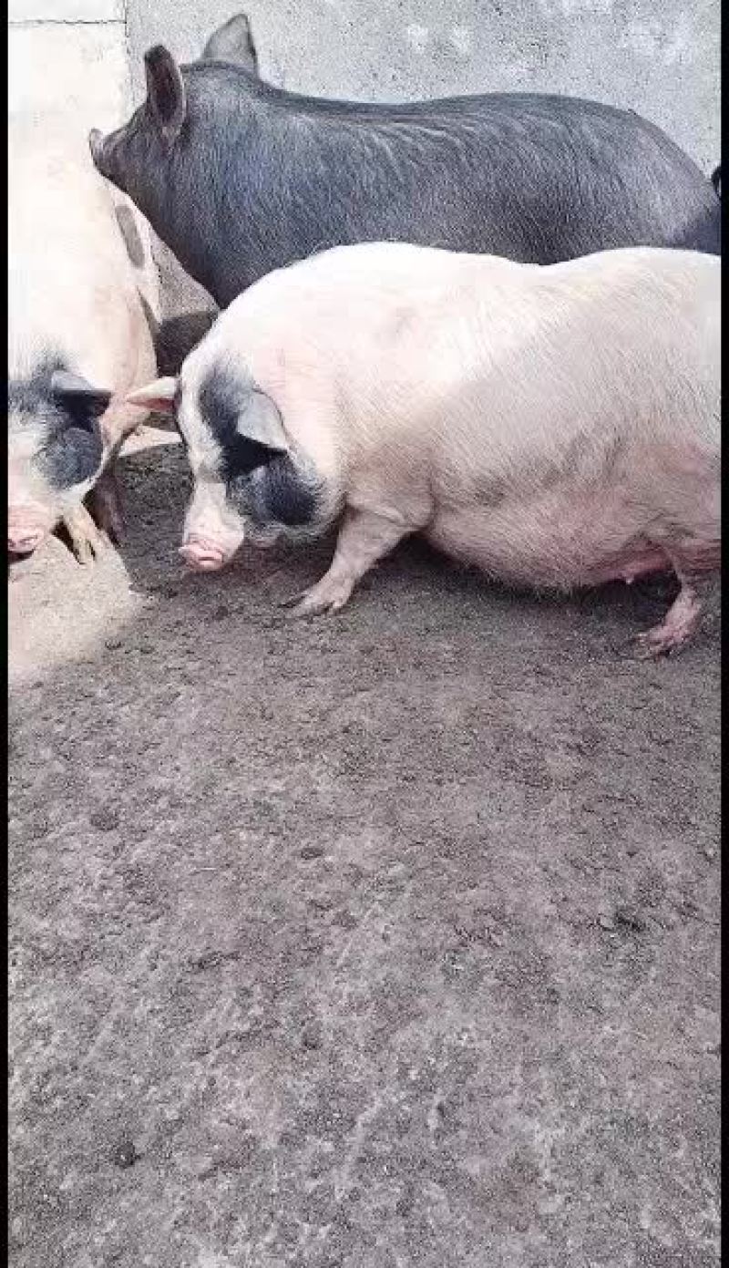 怀孕巴马香猪，开始出售中，要的联系