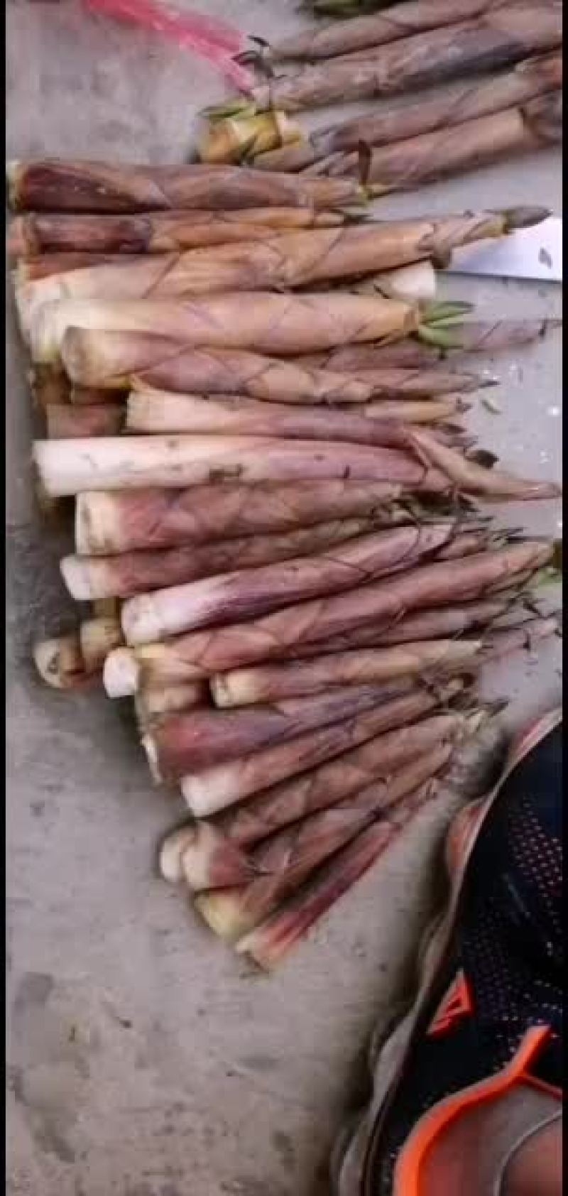 正宗广东肇庆广宁竹笋
