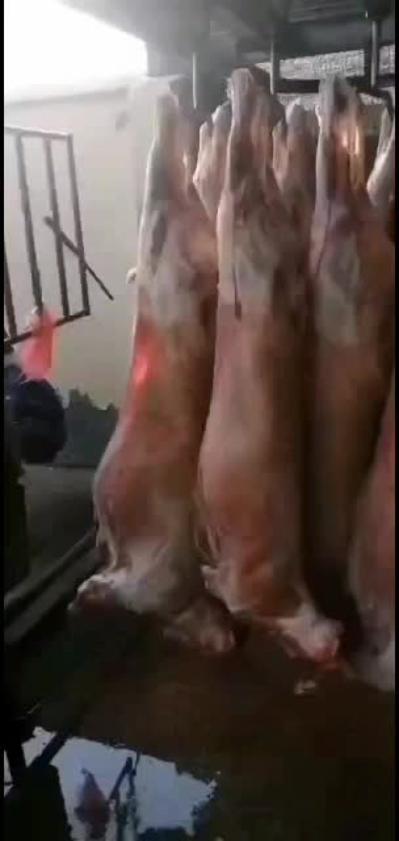 羊白条，鲜羊肉，纯干无水。全国配送，需要的联系