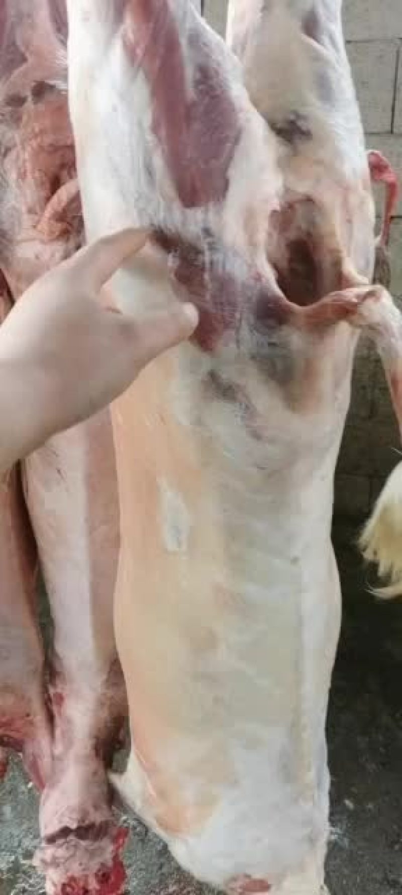 羊白条，鲜羊肉，纯干无水。全国配送，需要的联系