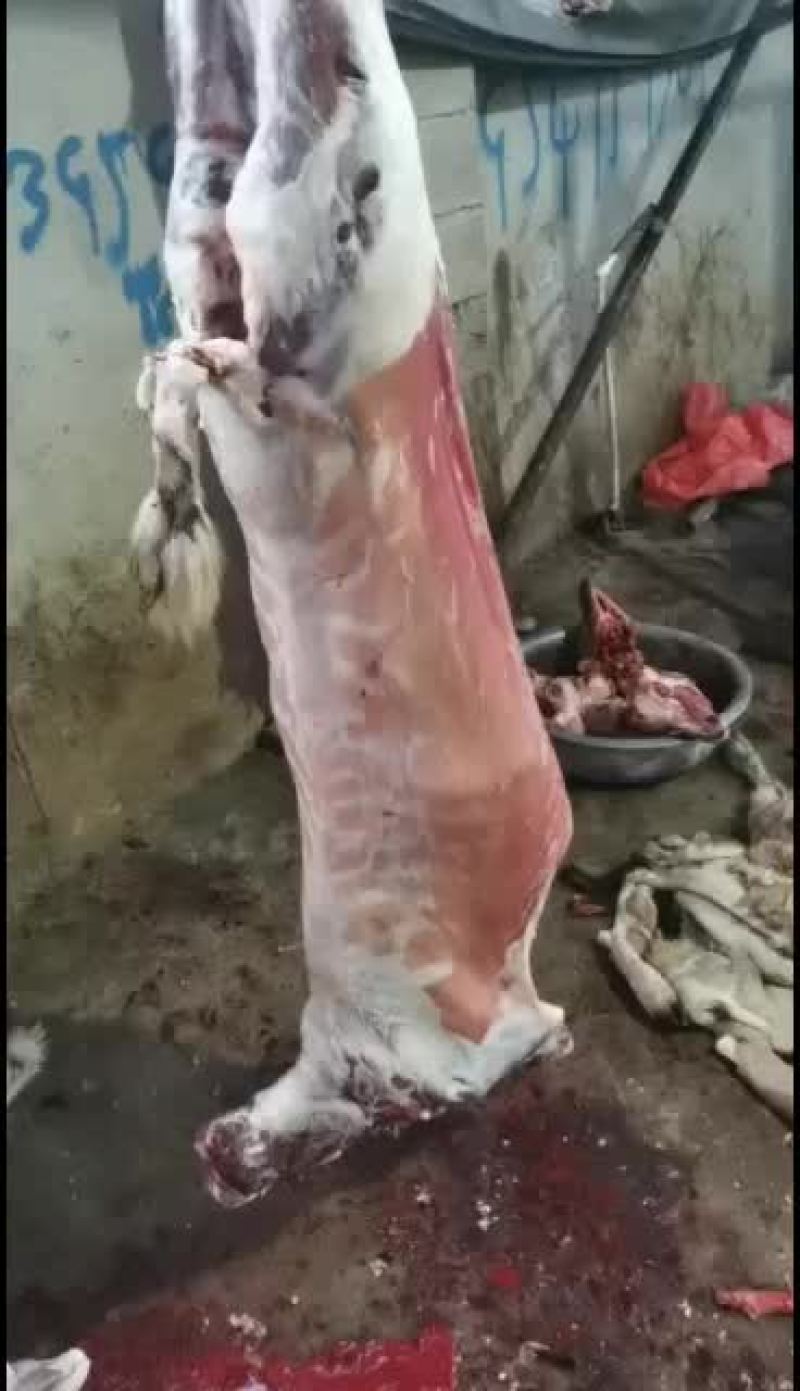 羊白条，鲜羊肉，纯干无水。全国配送，需要的联系