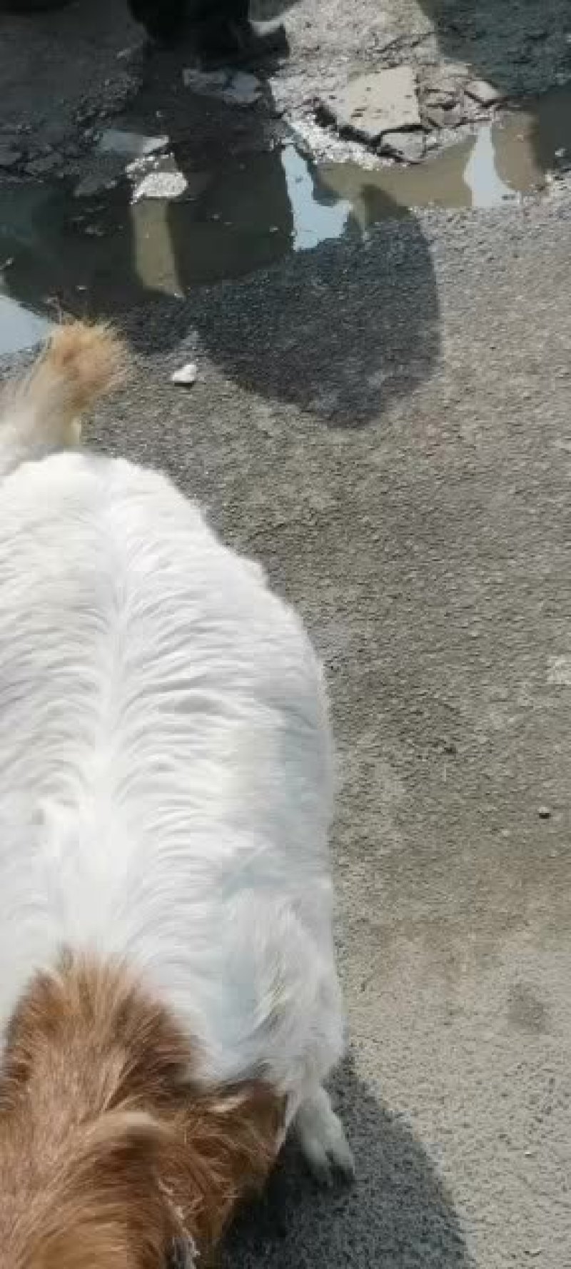 羊白条，鲜羊肉，纯干无水。全国配送，需要的联系