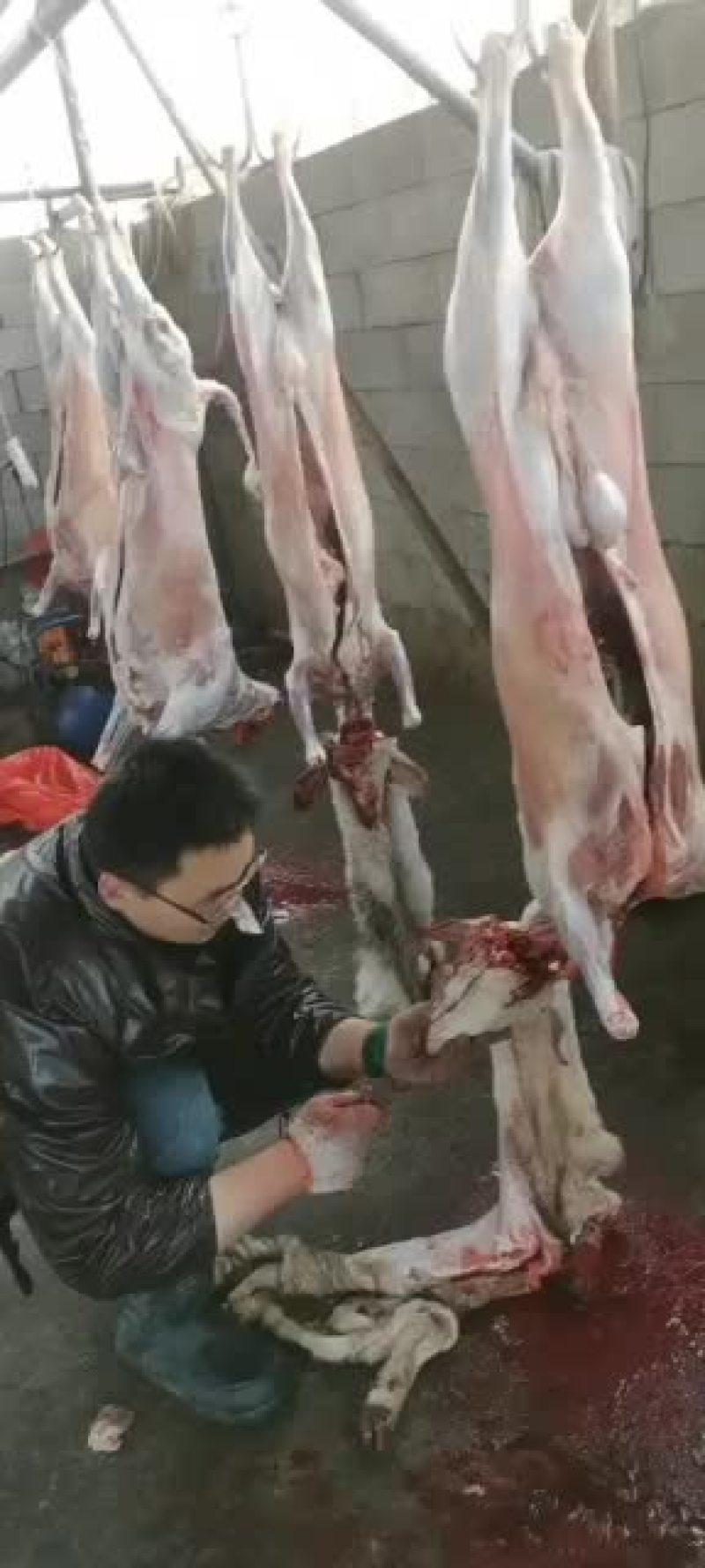 羊白条，鲜羊肉，纯干无水。全国配送，需要的联系