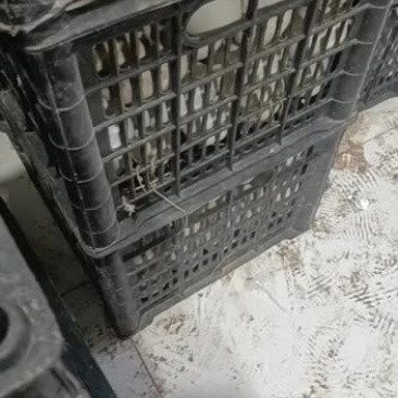 新鲜双黄大鹅蛋大量供货